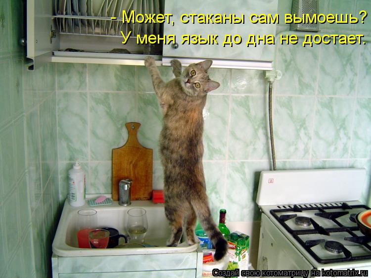 Хозяин темы. Кот на кухне прикол. Прикольные.коты.на.кухне. Смешные котоматрицы с надписями. Смешные коты с надписями кухня.